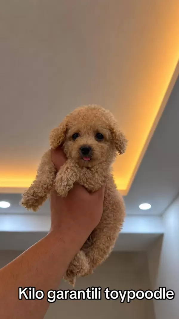 Toypoodle Kilo Garantili