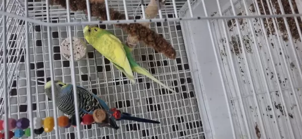 Tam Malzemeli Çift Sağlıklı Muhabbet Kuşları