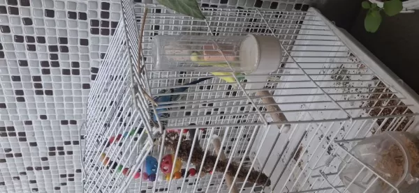 Tam Malzemeli Çift Sağlıklı Muhabbet Kuşları