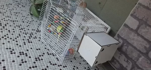 Tam Malzemeli Çift Sağlıklı Muhabbet Kuşları