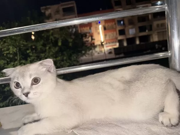 Acil Sahiplendirme Scottish Fold Batman Merkez