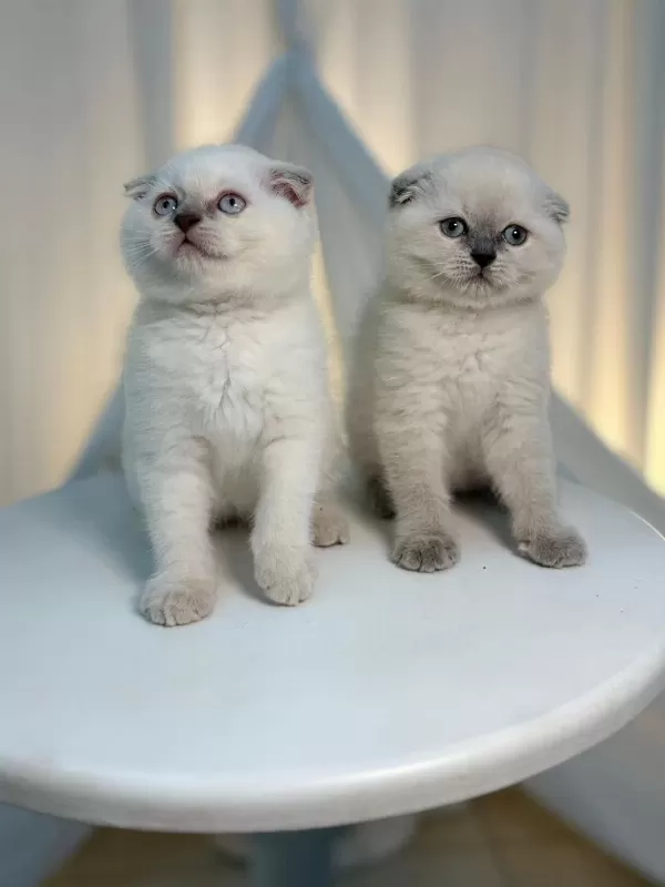 İstediğiniz Cins Kedimiz İçin Mesaj Atınız