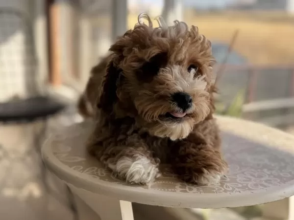 Wc Eğitimli Maltipoo Yavrularımız Ziyarete Açık