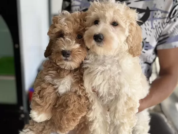 Wc Eğitimli Maltipoo Yavrularımız Ziyarete Açık