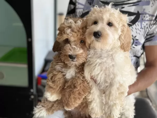 Wc Eğitimli Maltipoo Yavrularımız Ziyarete Açık
