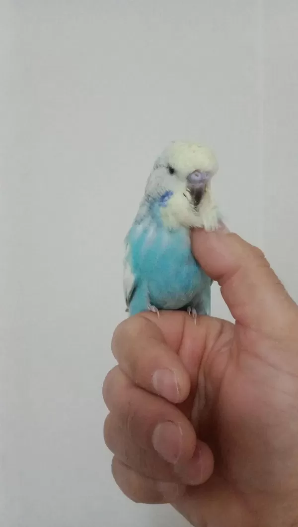 Jumbo Muhabbet Kuşu Yavrum