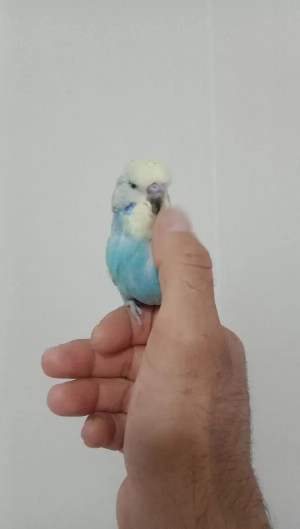 Jumbo Muhabbet Kuşu Yavrum