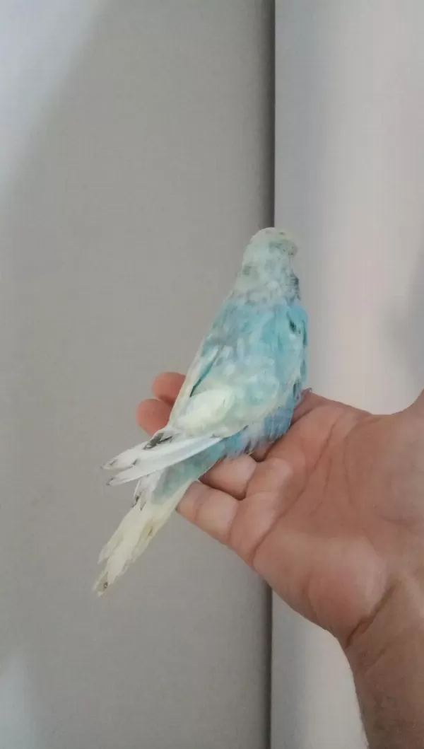 Jumbo Muhabbet Kuşu Yavrum
