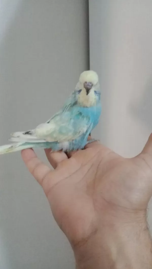 Jumbo Muhabbet Kuşu Yavrum