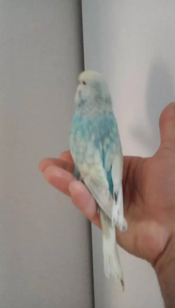 Jumbo Muhabbet Kuşu Yavrum