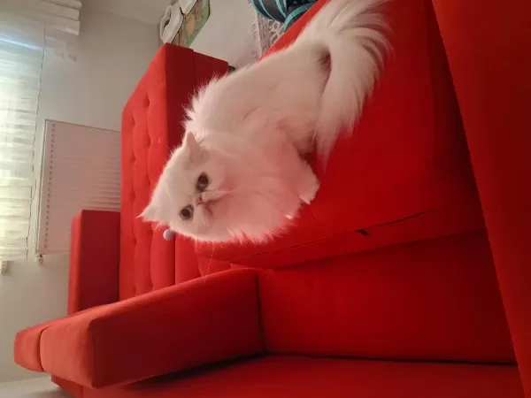 Ücretsiz İran Kedisi