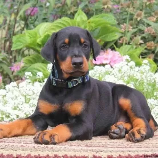 Son 1 Dişi 1 Erkek Doberman Yavrular Kapıda Ödemeli