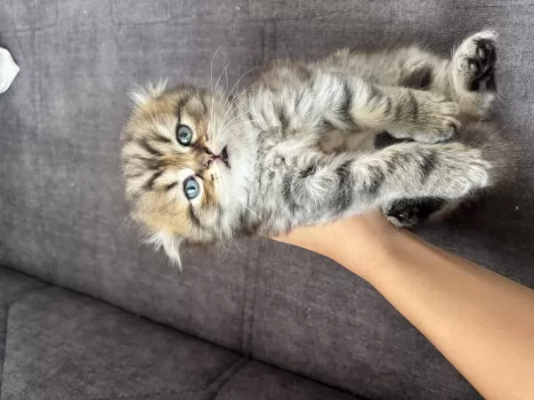Cins Scottish Fold İlanı