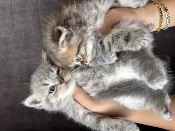 Cins Scottish Fold İlanı