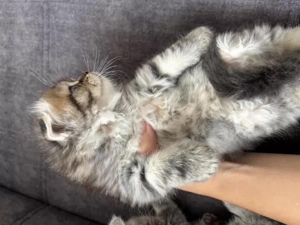 Cins Scottish Fold İlanı