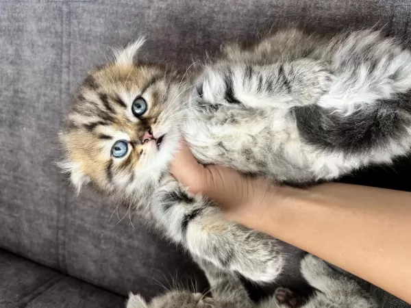 Cins Scottish Fold İlanı