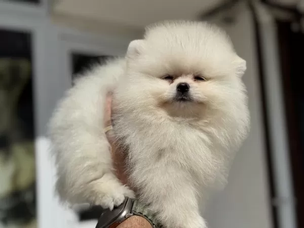 Show Kalite Teddy Face Pomeranian Boo Yavrular