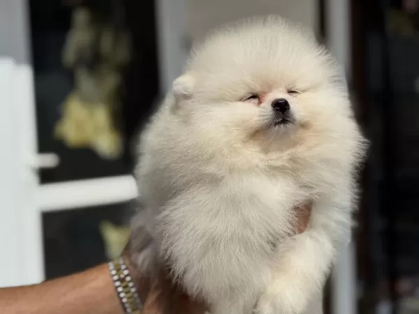 Show Kalite Teddy Face Pomeranian Boo Yavrular