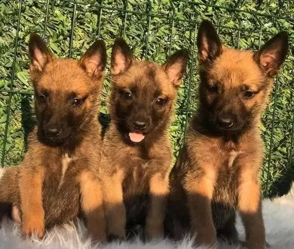 Son 1 Dişi 1 Erkek Belçika Kurdu Yavrular Kapıda Ödemeli