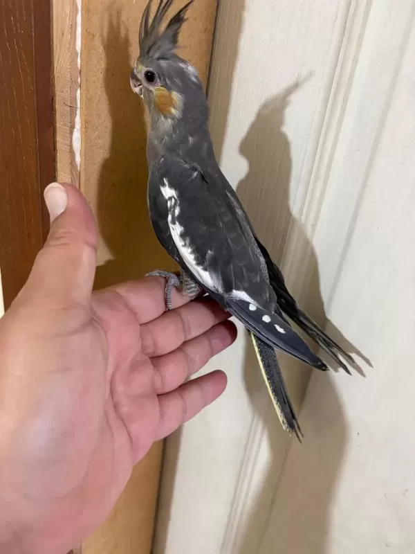 Evlere Maskot 56 Günlük Kusursuz Grey Bebek Sultan