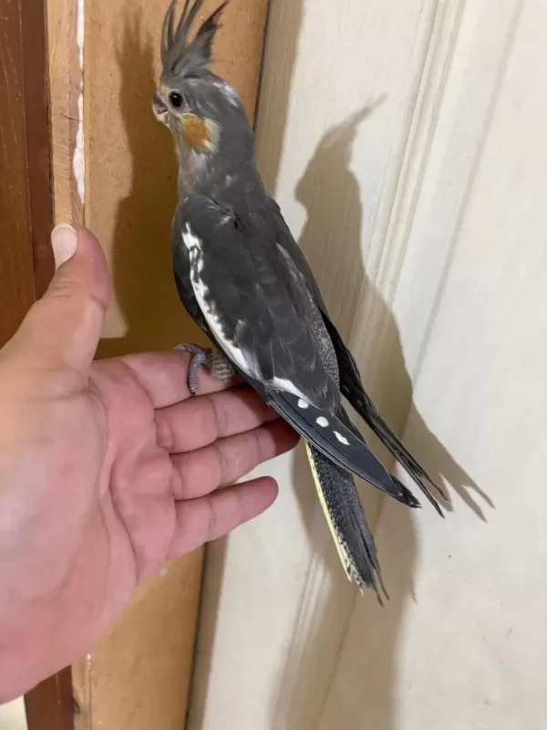 Evlere Maskot 56 Günlük Kusursuz Grey Bebek Sultan