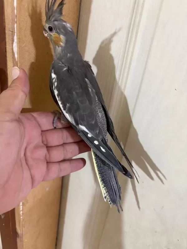 Evlere Maskot 56 Günlük Kusursuz Grey Bebek Sultan