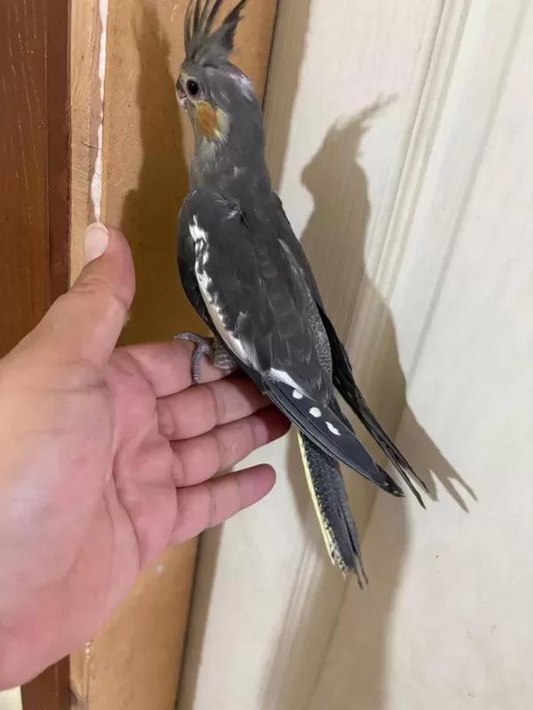 Evlere Maskot 56 Günlük Kusursuz Grey Bebek Sultan