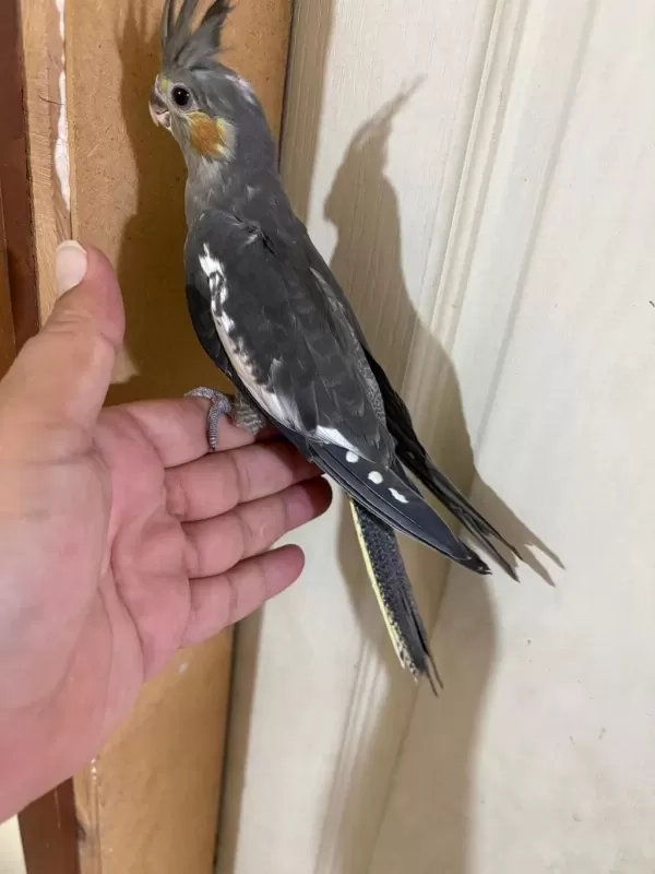 Evlere Maskot 56 Günlük Kusursuz Grey Bebek Sultan