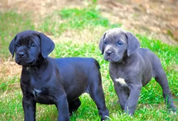 Son 1 Dişi 1 Erkek Cane Corso Yavrular Kapıda Ödemeli