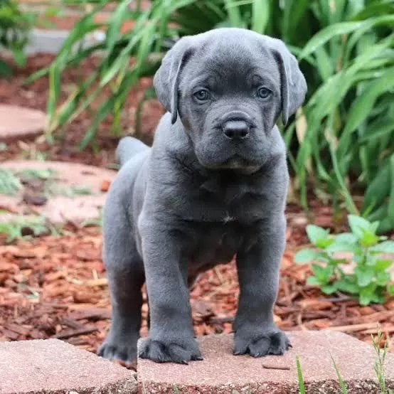 Son 1 Dişi 1 Erkek Cane Corso Yavrular Kapıda Ödemeli