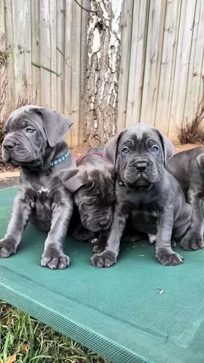 Son 1 Dişi 1 Erkek Cane Corso Yavrular Kapıda Ödemeli