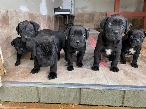 Son 1 Dişi 1 Erkek Cane Corso Yavrular Kapıda Ödemeli