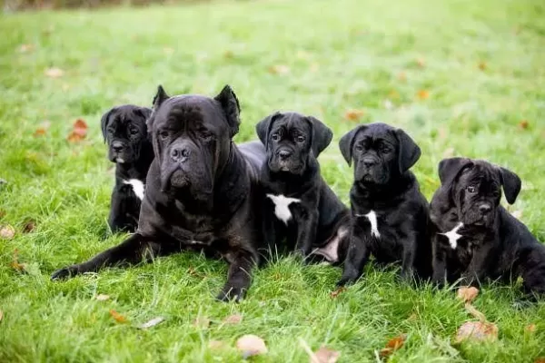 Son 1 Dişi 1 Erkek Cane Corso Yavrular Kapıda Ödemeli