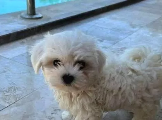 A Kalite Maltese Bebeklerimiz