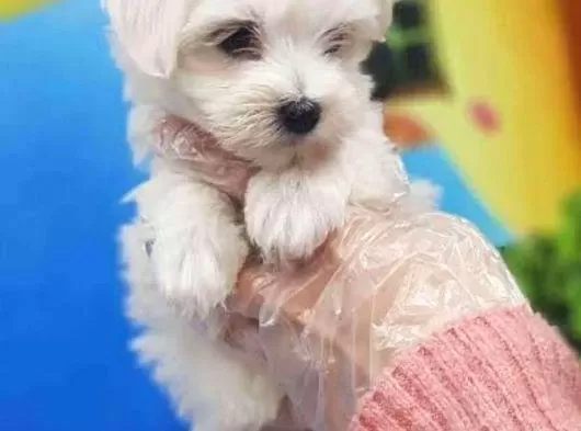 A Kalite Maltese Bebeklerimiz