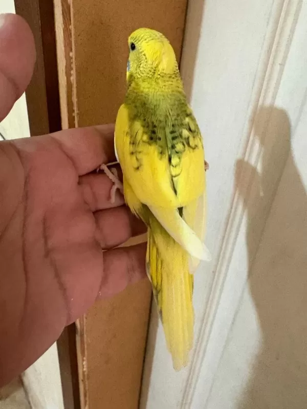 28 Günlük Kusursuz Bebek Muhabbet Kuşu