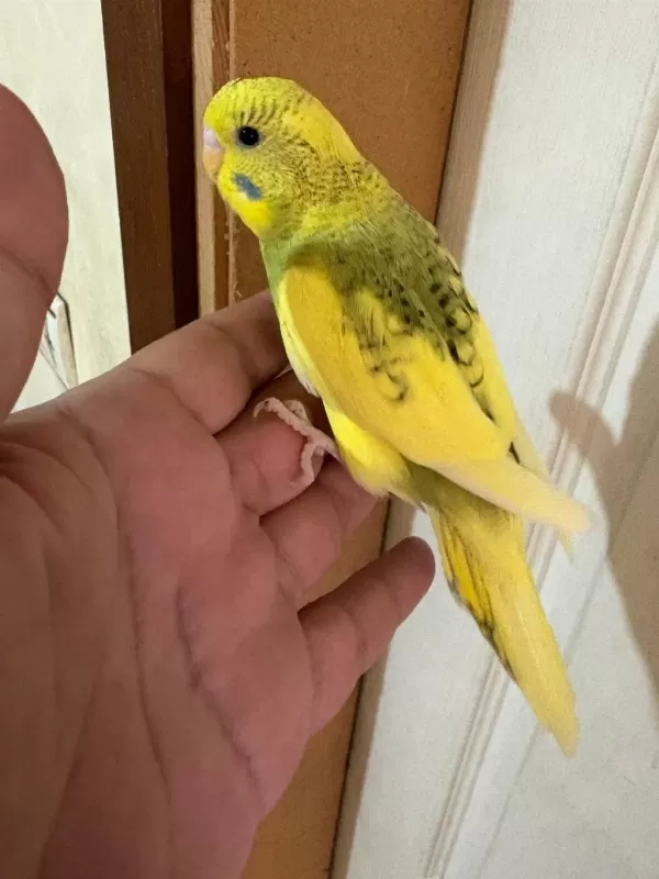 28 Günlük Kusursuz Bebek Muhabbet Kuşu