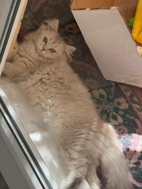 Scottish Fold 5 Aylık Dişi