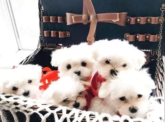 Mini Boy Maltese Yavrularımız