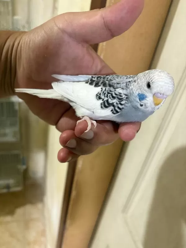 29 Günlük Konuşturmalik Muhabbet Kuşu Bebek