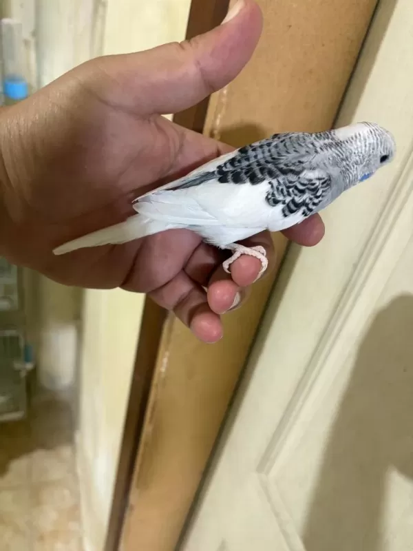 29 Günlük Konuşturmalik Muhabbet Kuşu Bebek