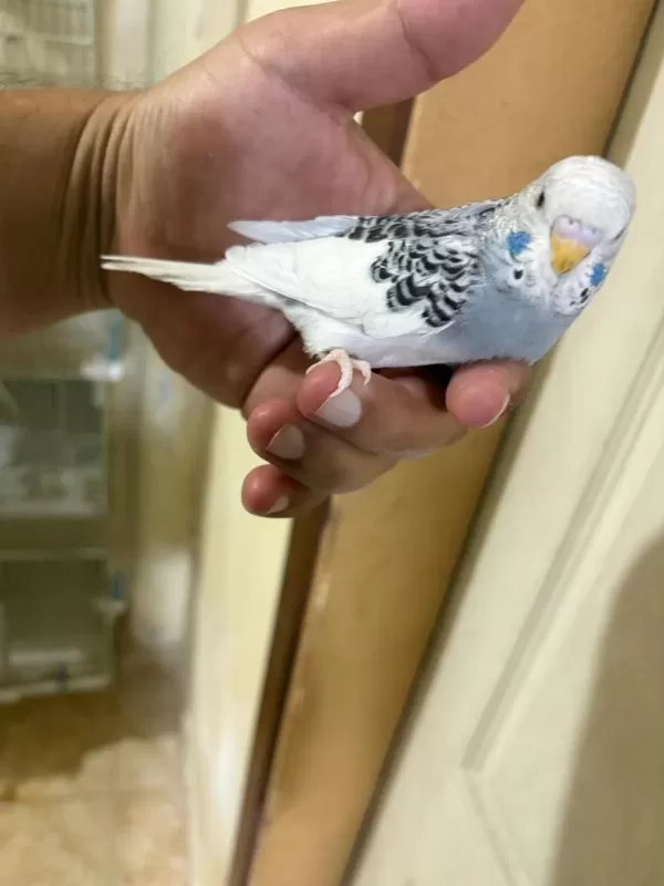 29 Günlük Konuşturmalik Muhabbet Kuşu Bebek