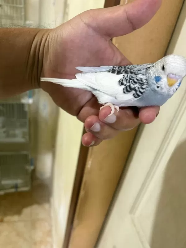 29 Günlük Konuşturmalik Muhabbet Kuşu Bebek