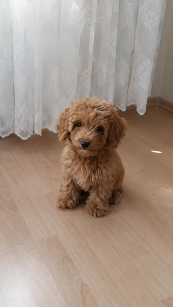 Uygun Vasıflı Safkan Poodle