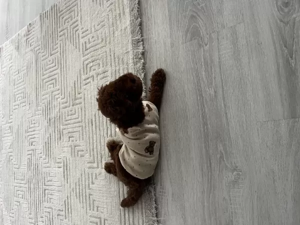Harika Dişi Toy Poodle