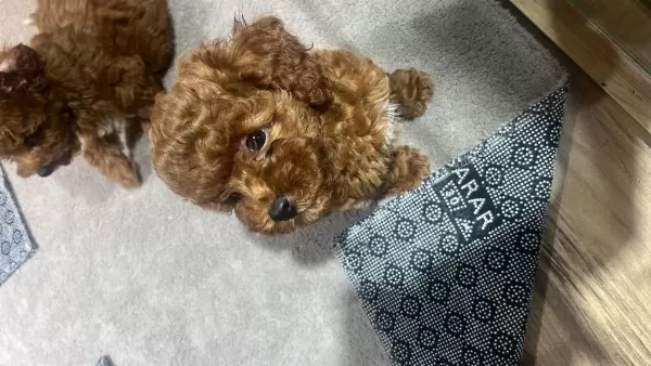 Harika Dişi Toy Poodle