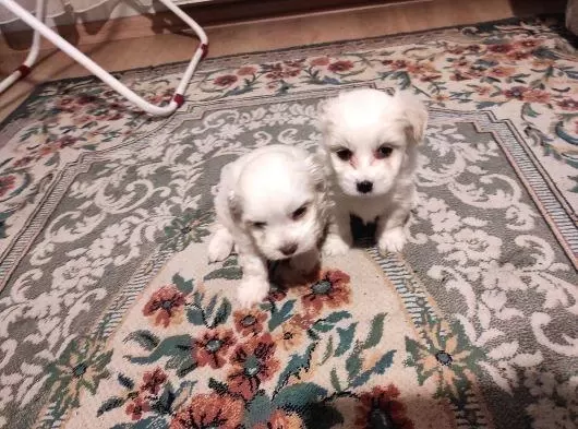 Harika Xs Maltese Bebekler