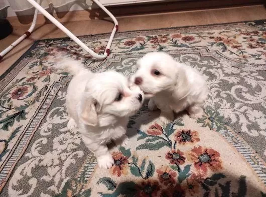 Harika Xs Maltese Bebekler