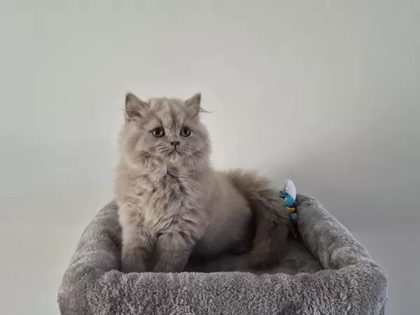 Safkan Ve 5 Kuşak Şecereli British Longhair Bebekler