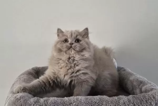 Safkan Ve 5 Kuşak Şecereli British Longhair Bebekler